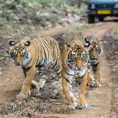 Ranthambore Safari